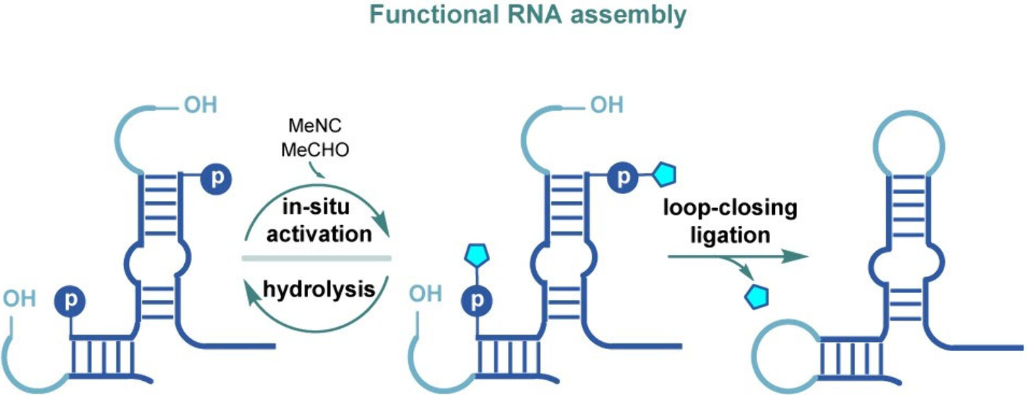 Efficient Assembly of Functional RNA by in Situ Phosphate Activation and Loop-Closing Ligation graphical abstract